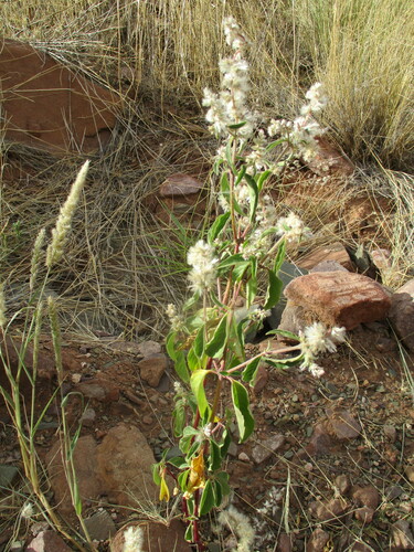 Nelsia quadrangula image