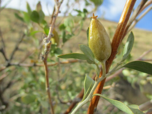 Montiniaceae image