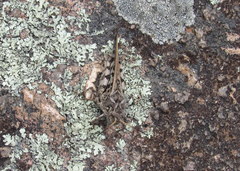 Pardalophora phoenicoptera