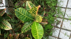 Codiaeum variegatum pictum