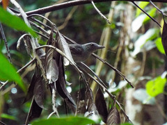 Thamnophilus murinus