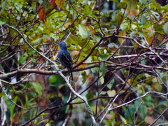 Thamnophilus amazonicus