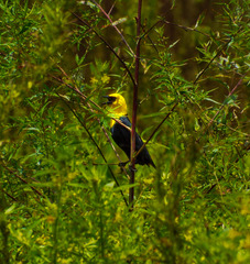 Chrysomus icterocephalus