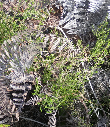 Image of Erica formosa by (c) Nicola van Berkel, some rights reserved (CC BY-SA)
