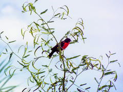 Leistes militaris