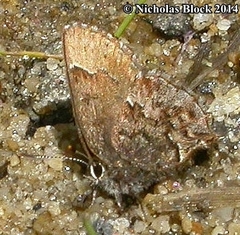 Callophrys lanoraieensis