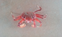 Ocypode gaudichaudii