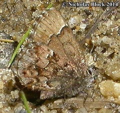Callophrys lanoraieensis