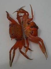 Ocypode gaudichaudii