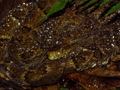 Bothrops punctatus