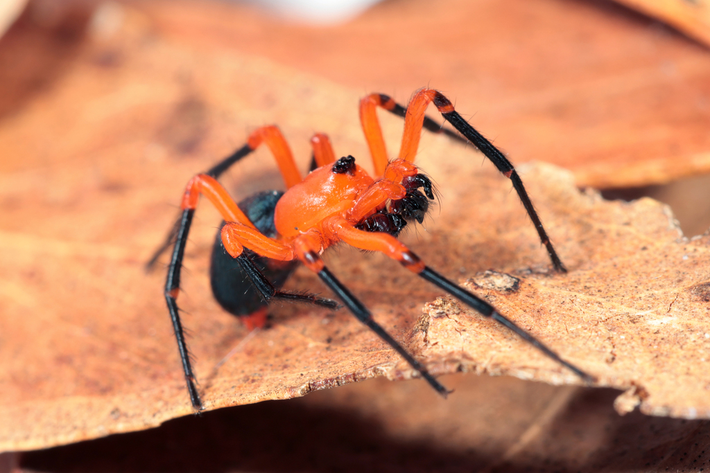 HARD TIME 前代未聞　RED SPIDER Red-and-black Spiders and Megadictynids (Superfamily Nicodamoidea