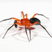 Red-and-black Spider - Photo (c) Tiffany Kosch, some rights reserved (CC BY-NC-SA), uploaded by Tiffany Kosch