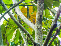 Dryobates passerinus