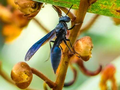 Synoeca surinama