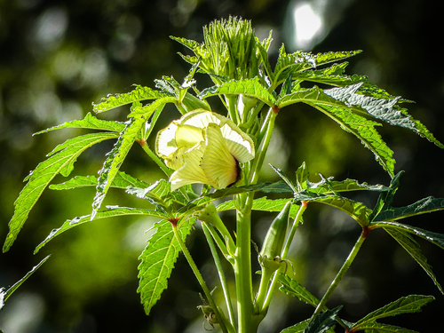 Okra
