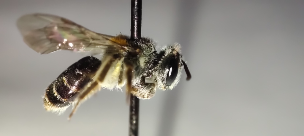 Andrena gorkhana