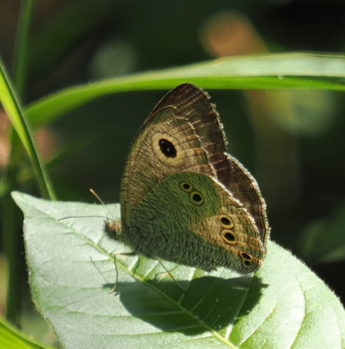 Great Five-Ring