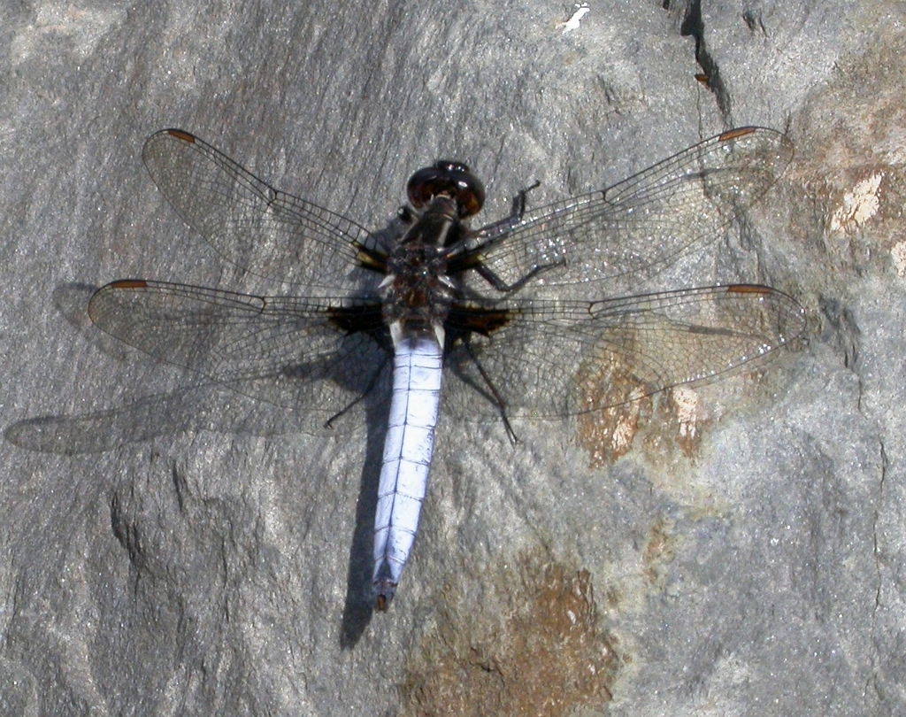 White Corporal