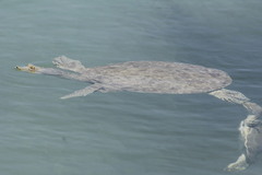 Apalone spinifera atra