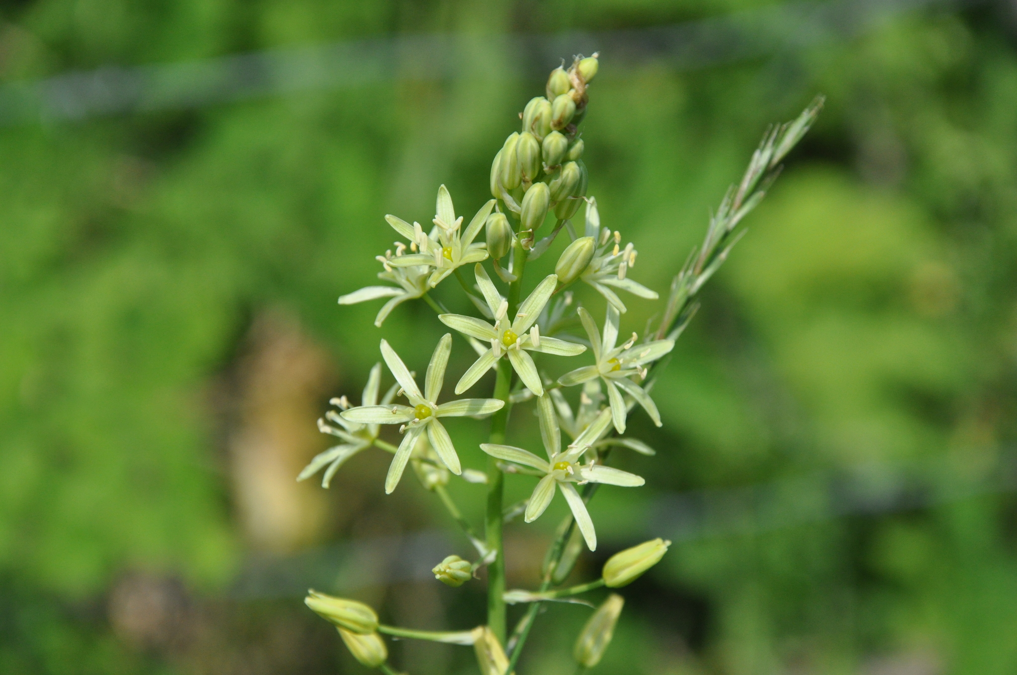 Ornithogalum pyrenaicum