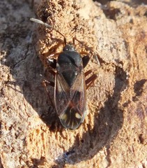 Eremocoris ferus