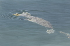 Apalone spinifera atra