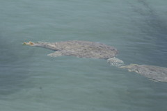 Apalone spinifera atra