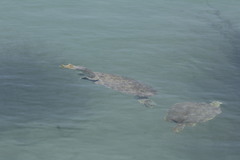 Apalone spinifera atra