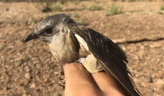 Cacomantis variolosus