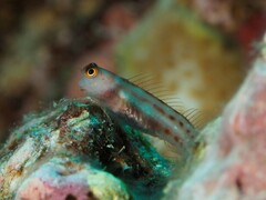 Vanuatu Combtooth Blenny photo 5