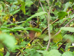 Basileuterus tristriatus