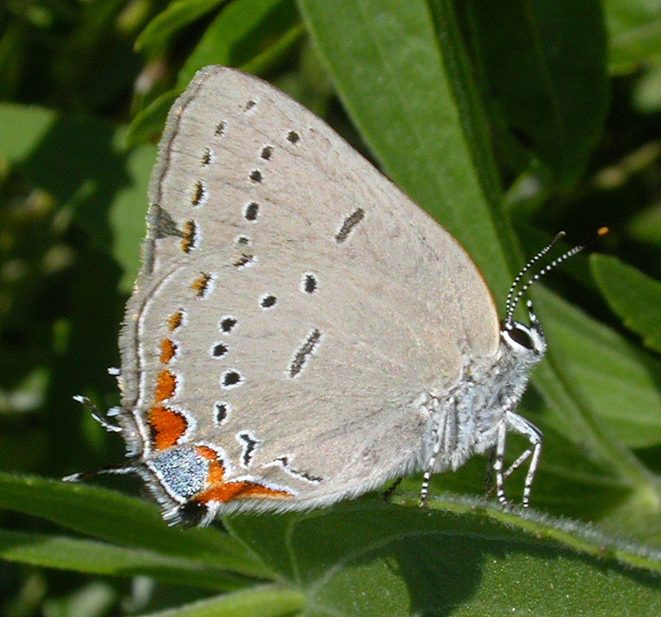Satyrium acadica acadica