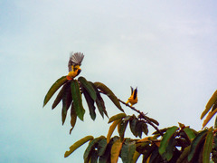 Icterus auricapillus