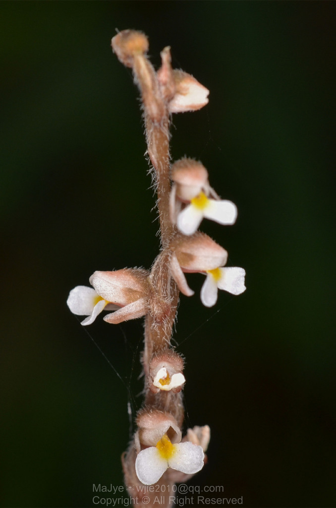 Zeuxine parvifolia