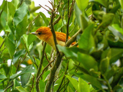 Pachyramphus rufus