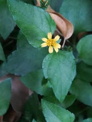Calyptocarpus vialis