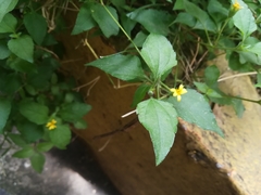 Calyptocarpus vialis