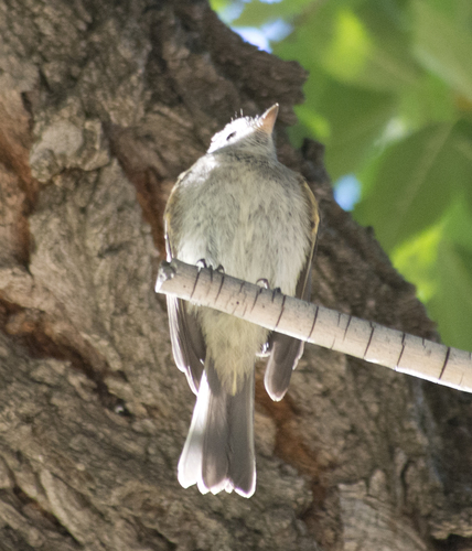 Empidonax oberholseri