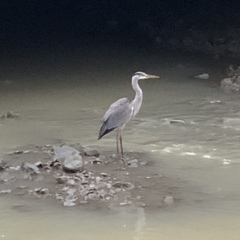 Ardea cinerea
