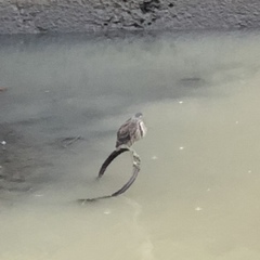 Nycticorax nycticorax