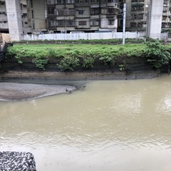 Nycticorax nycticorax
