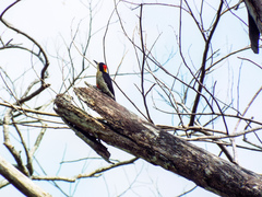 Melanerpes pulcher