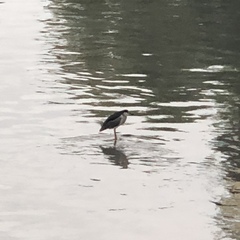 Nycticorax nycticorax