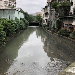 Nycticorax nycticorax