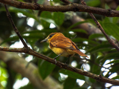 Pachyramphus rufus