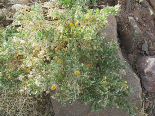 Image of Pegolettia oxyodonta by no rights reserved