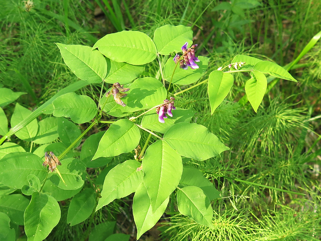 branching-flowered vetch