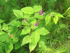Vicia venosa baicalensis