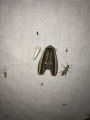 Truncaptera truncata