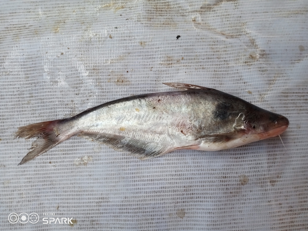 Grenfells glasmeerval (Schilbe grenfelli) — Schilbeidae